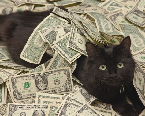 Cash Cats Betsson